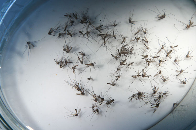 Mosquitos transmissores da dengue preocupa, e cientista Leda Régis diz que falta informação.