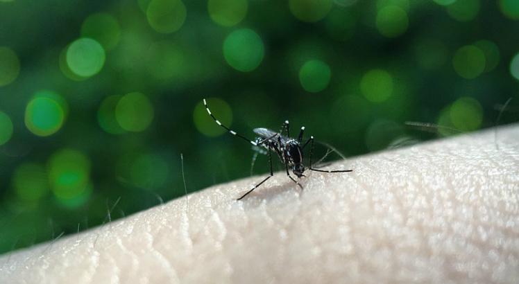 O cenário de muitas residências com a presença do mosquito (em metade dos municípios pernambucanos), revela que a população tem relaxado em relação à prevenção dos criadouros do Aedes aegypti (Foto ilustrativa: Pixabay)