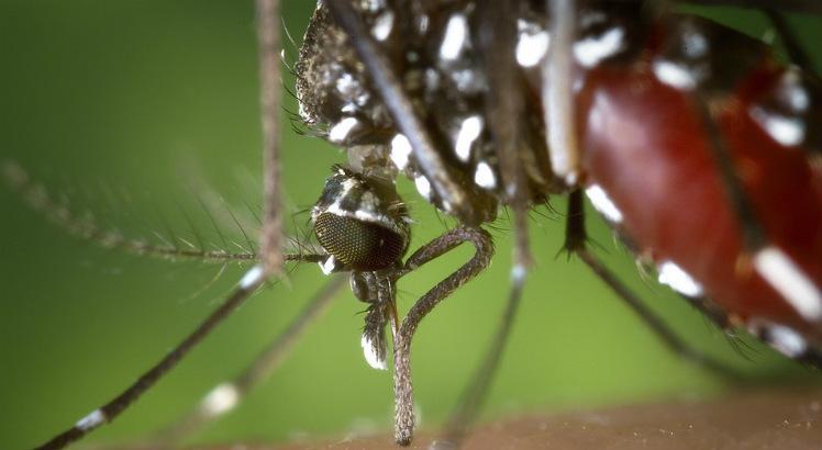 Apesar da redução, 83% dos municípios pernambucanos estão com risco elevado para transmissão das doenças transmitidas pelo Aedes aegpyti (Foto: Pixabay)