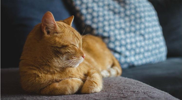 Os gatinhos podem parecer independentes, mas precisam de cuidados tanto quanto os cães. Foto: Pixabay