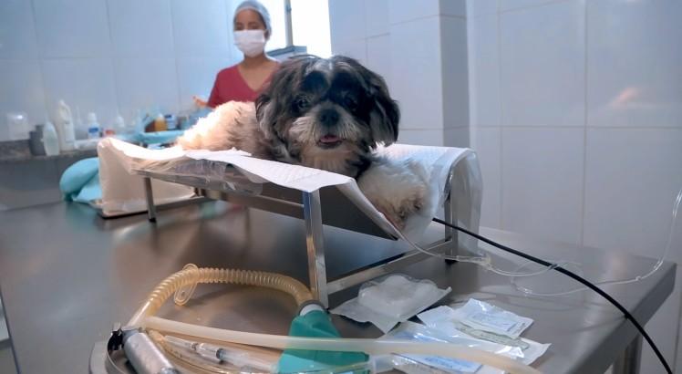 Cachorro no bloco cirúrgico para cirurgia de emergência no Hospital Veterinário 4 Patas