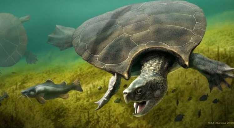 A espécie teria vivido  entre 13 e 7 milhões de anos atrás - Foto:  PA Media / BBC News Brasil