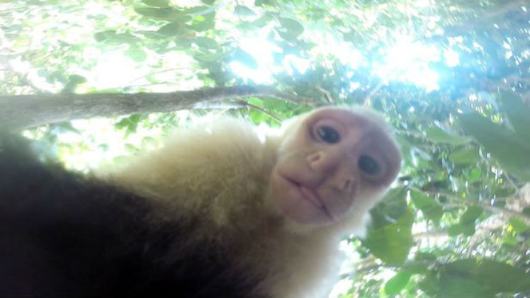 Nem o macaco resistiu a tirar uma selfie
