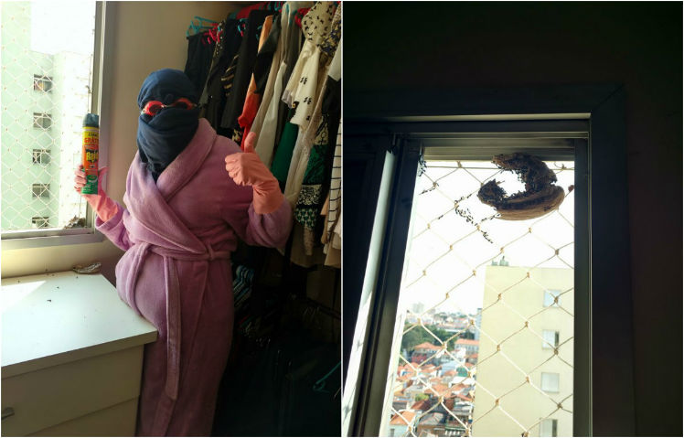 Marimbondos se instalaram na janela da casa da mulher. Foto: Reprodução/Facebook