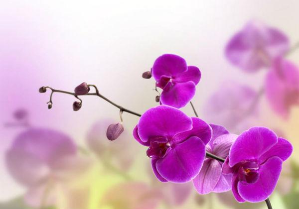 Como cuidar de orquídeas sem segredos