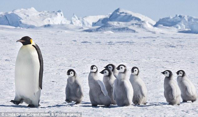 Pinguins estariam ameaçados. Foto: Divulgação