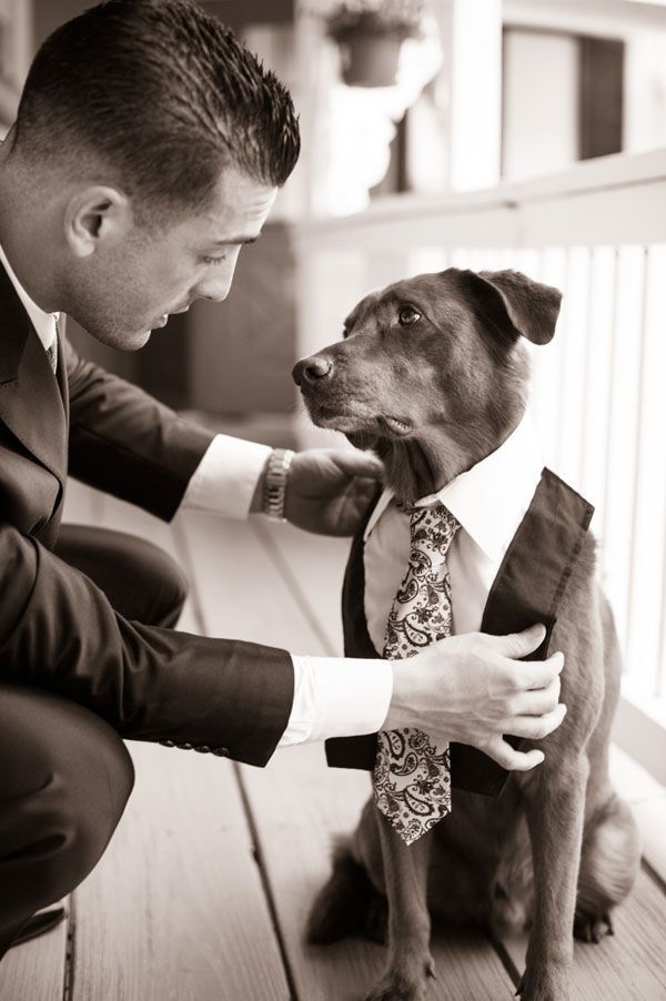Cães no casório1 - indumentária -Pinterest
