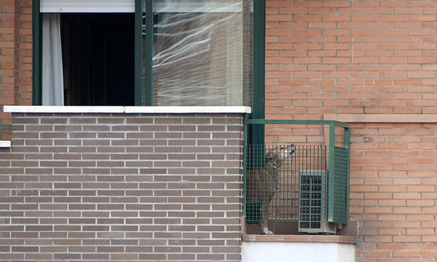 As autoridades defendem que o cão representava um possível risco de transmissão da doença para o homem / Foto: AFP