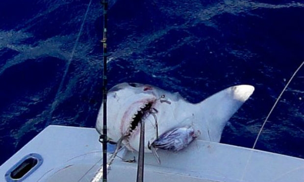 Após pescaria, menino devolveu o tubarão ao mar. / Foto: Cortesia/ Florida Today