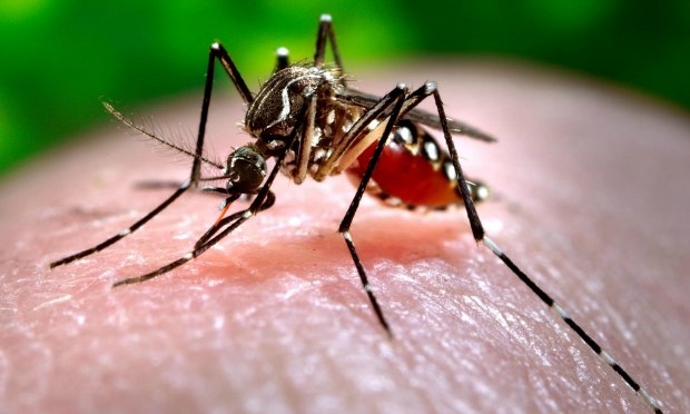 Dengue e febre chikungunya são transmitidas pelos mesmos mosquitos / Foto: divulgação