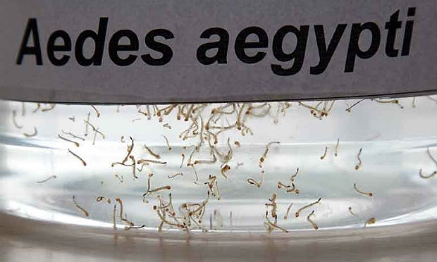 Sem vacina, o principal combate à doença é eliminar os focos de larvas do Aedes Aegypti / Foto: acervo/ JC Imagem