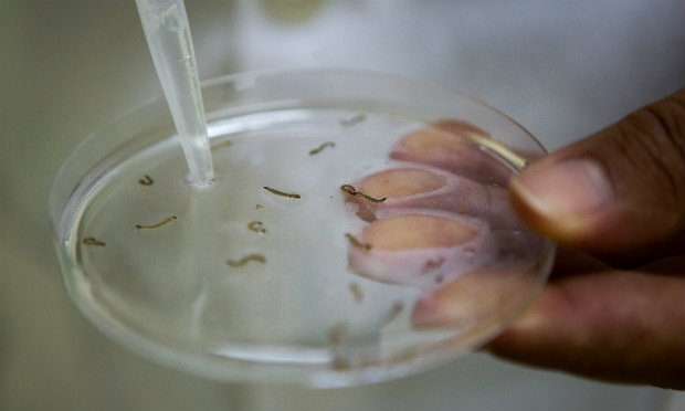 A febre chinkungunya é uma doença viral raramente fatal e transmitida por meio de mosquitos infectados. / Foto: AFP