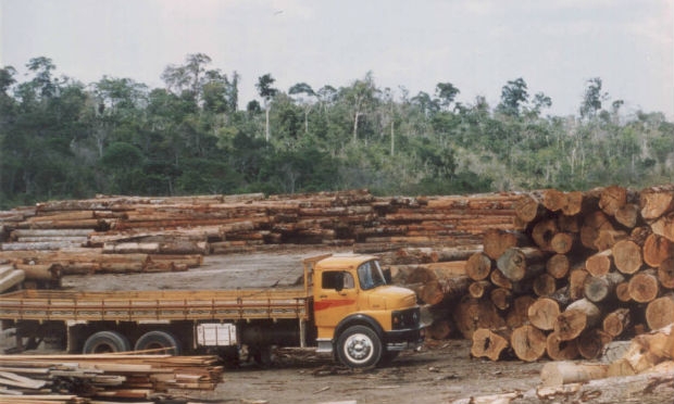 Ocupação da Amazônia já destruiu 42 bilhões de árvores, ou seja, mais de 2 mil árvores por minuto, de forma ininterrupta, nos últimos 40 anos / Foto: Reprodução