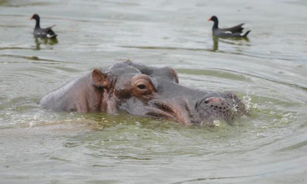 Herbívoros como rinocerontes, elefantes e gorilas, já estão em risco de extinção / Foto: Fotos Publicas