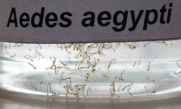 Zika vírus, chikungunya e dengue são as doenças transmitidas pelos Aedes aegypti / Foto: arquivo/ JC Imagem