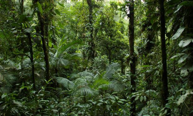 Somente os países tropicais perderam 9,9 milhões de hectares / Foto: Reprodução