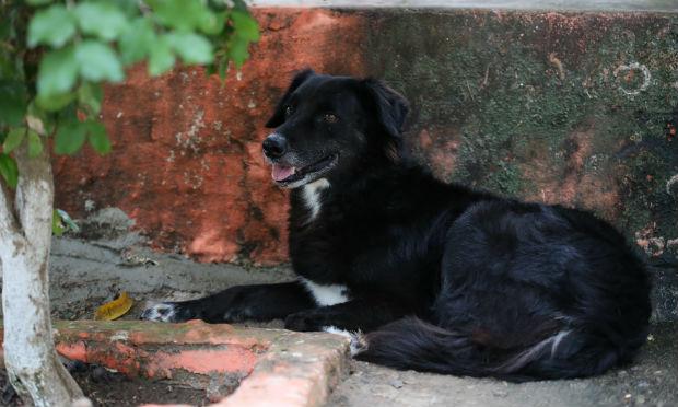 Apesar de ainda ter um pouco de medo em se relacionar, a cadela Rosa está saudável e disponível para adoção. / Foto: Luiz Pessoa/NE10
