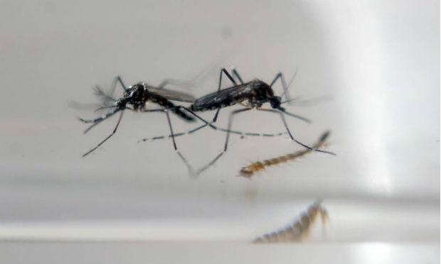 Segundo Ministério da Saúde, País contabilizou 91.387 casos prováveis pelo vírus zika em fevereiro / Foto: AFP
