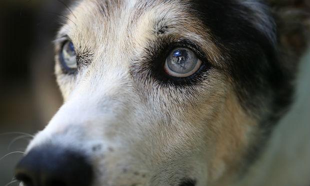 Valente é um cão cardiopata que está disponível para ser adotado por alguém cheio de amor / Foto: Luiz Pessoa/NE10
