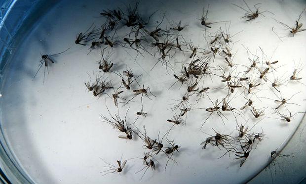 A infecção do mosquito pela bactéria pode ser estratégia para impedir a multiplicação de vírus Zika no Aedes / Foto: JC Imagem