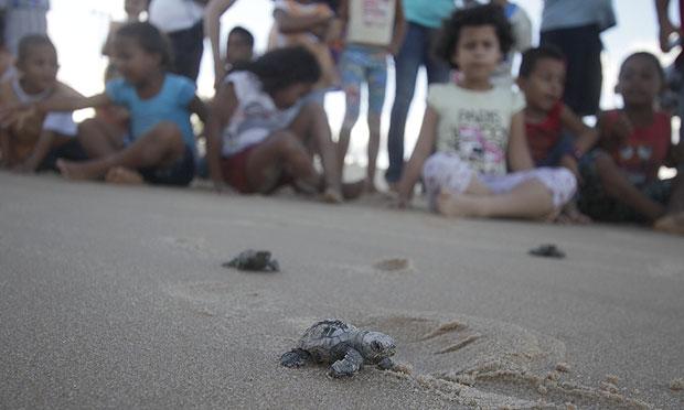 Segundo o projeto Tamar, as cinco espécies de tartarugas marinhas encontradas no país continuam ameaçadas de extinção e dessas quatro desovam no litoral. / Foto: Bobby Fabisak / JC Imagem
