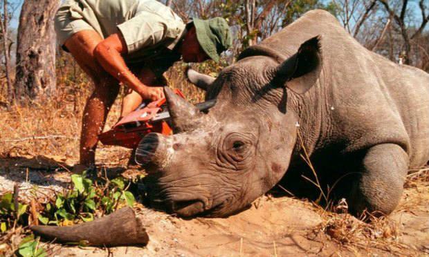 A África do Sul, que concentra 80% da população mundial de rinocerontes, debate há muitos anos a questão polêmica da legalização do comércio de chifres / Foto: Acervo