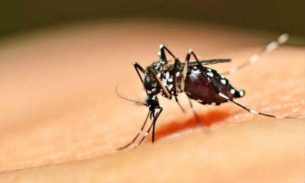 Segundo a OMS, as doenças transmitidas por insetos vetores representam 17% de todas as doenças infecciosas / Foto: Acervo