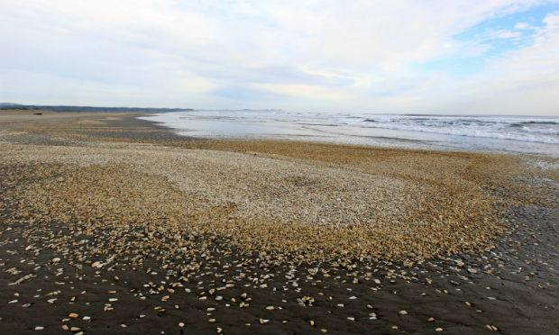Pesquisadores coletaram amostras em 15 pontos do litoral para estimar a distribuição das algas / Foto: Reprodução