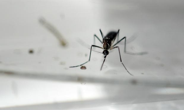 Além de exterminar o mosquito transmissor, o objetivo é mudar os hábitos da população local para acabar com criadouros. / Foto: Marvin Recinos / AFP
