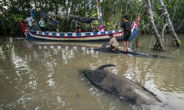 Trinta e duas baleias ficaram encalhadas em uma praia da Indonésia e 8 morreram / Foto: AFP