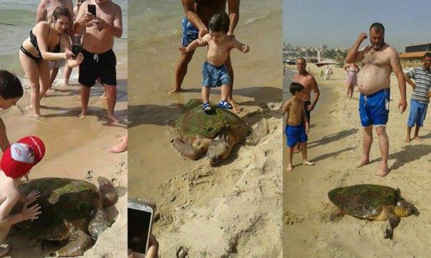 No mar do Líbano, uma tartaruga quase morre após ser tirada da água para silfies com banhistas / Foto: Reprodução/YouTube