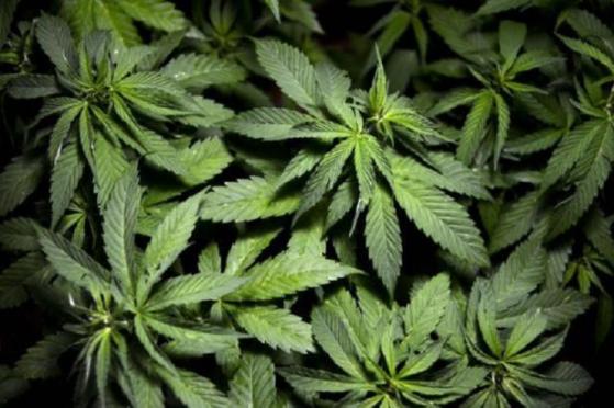 O cultivo da cannabis é proibido na Itália até mesmo para fins terapêuticos / Foto: AFP
