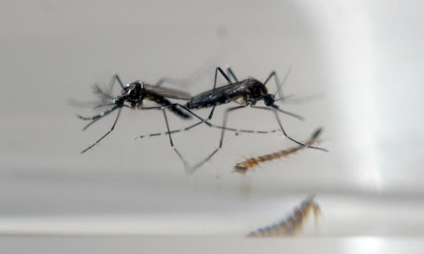 Transmitida pelo mosquito Aedes aegypti, mesmo vetor do vírus Zika, da dengue e da febre chikungunya, a febre amarela urbana foi notificada pela última vez no Brasil em 1942, no Acre. / Foto: Marvin Recinos / AFP