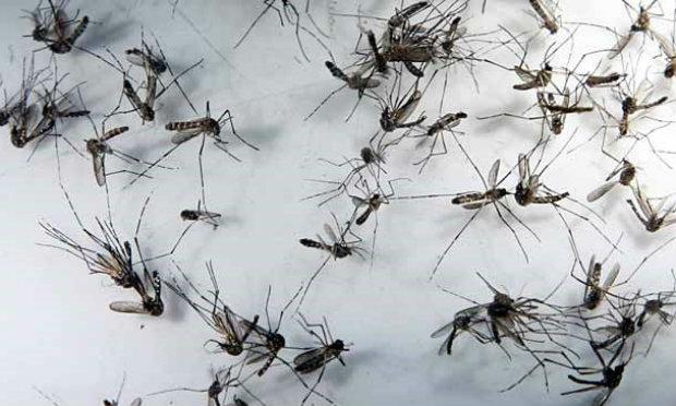 Os mosquitos geneticamente modificados não transmitem doenças nem picam as pessoas por serem machos. / Foto: Fábio Lôbo / JC Imagem