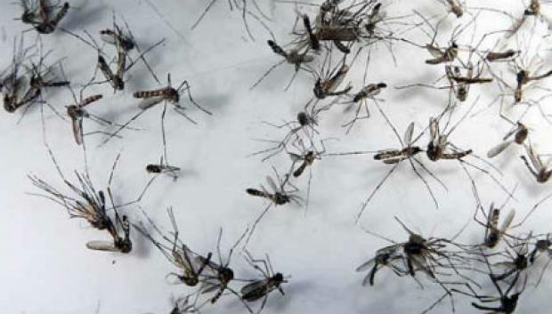 Aedes aegypti continua como principal vetor de zika, apesar de outras formas de transmissão terem sido relatadas / Foto: Rodrigo Lôbo/Acervo JC Imagem