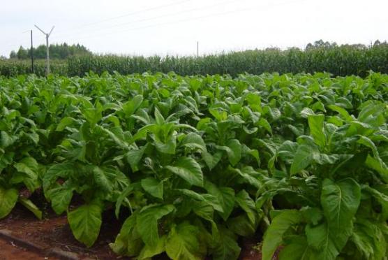 Mais de 90% dos produtores de tabaco do Brasil estão na Região Sul e têm pequenas propriedades  / Foto: Divulgação/Associação dos Fumicultores do Brasil (Afubra)