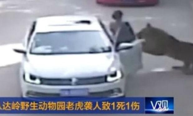 Zoológico Beijing Badaling Wildlife permite que os visitantes circulem de carro, mas os proíbem a deixar o veículo / Foto: reprodução/CCTV