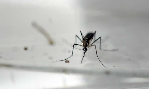 Os Jogos Olímpicos serão realizados durante o inverno, quando a atividade dos mosquitos diminui / Foto: AFP