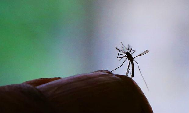 Projeção sobre a zika foi publicada em revista científica na segunda-feira / Foto: EBC
