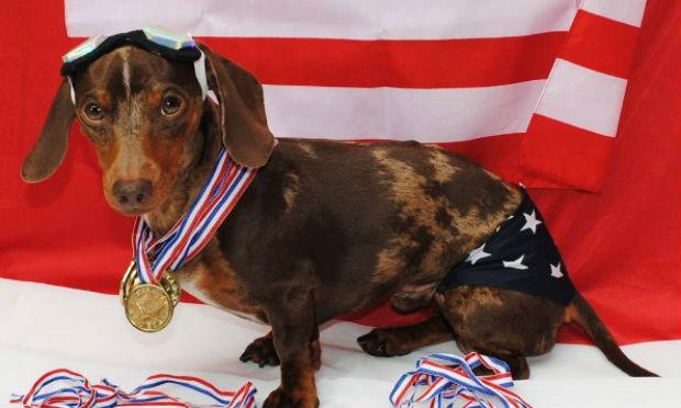 Ludwig está muito orgulhoso de todas as medalhas que obteve na natação / Foto: Reprodução/Instagram @ludwig_the_doxie