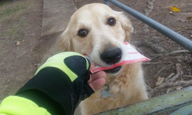 Pippa, a cadelinha que conquistou o mundo e que ama receber cartas / Foto: Reprodução/Facebook