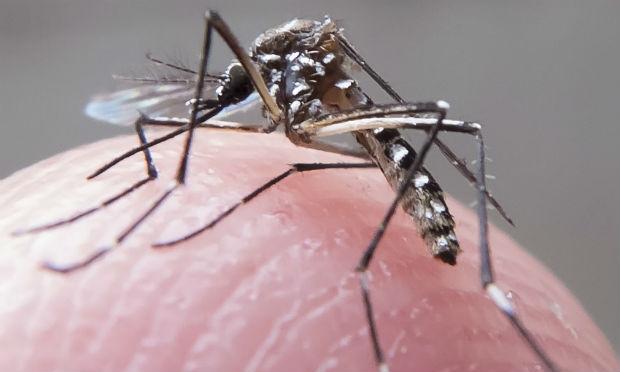 A descoberta pode acelerar o desenvolvimento de um tratamento contra o vírus da zika / Foto: Fotos Públicas