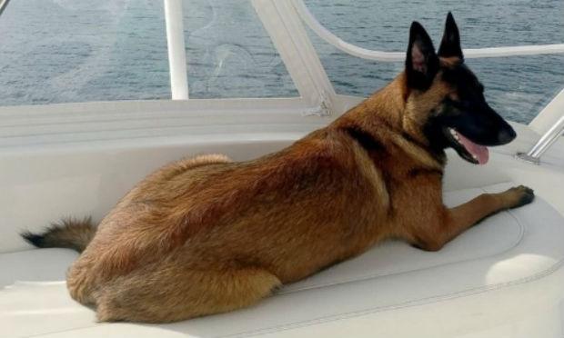 Rylee estava treinando para ser um cachorro de busca e salvamento / Foto: Reprodução/ABC News