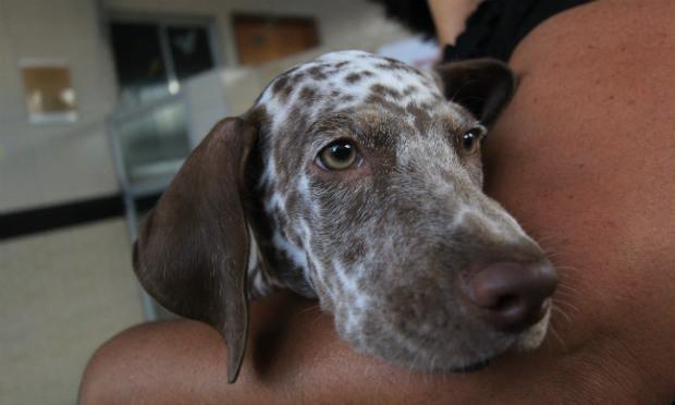 Paçoca, essa cadelinha linda de apenas três meses, nasceu com os cotovelos rotacionados para trás / Foto: Luiz Pessoa/ NE10