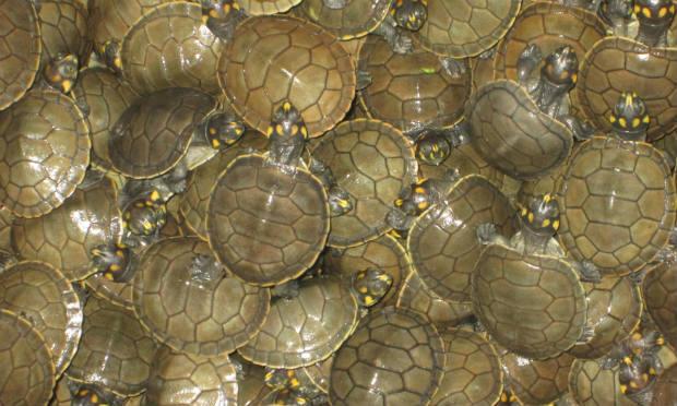 As tartarugas taricaya são popularmente conhecida no Brasil como tracajá, espécie que esteve em risco de extinção. / Foto: SERNANP / AFP