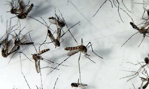 Febre chikungunya é transmitida pelo Aedes aegypti